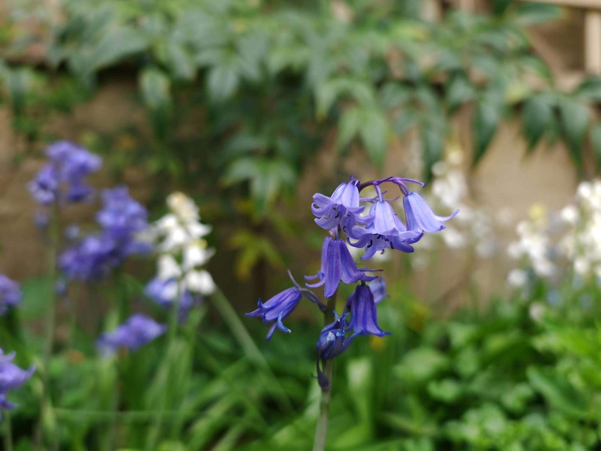 Wishbone In The Cotswolds * Fairford